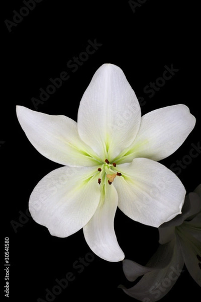 Obraz beautiful lily