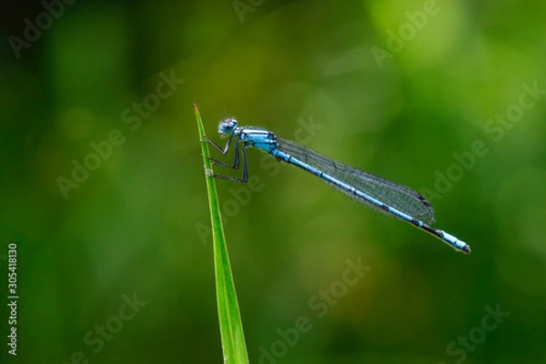 Fototapeta ルリイトトンボ