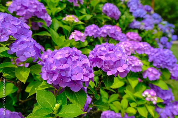 Fototapeta 谷厳寺の紫陽花