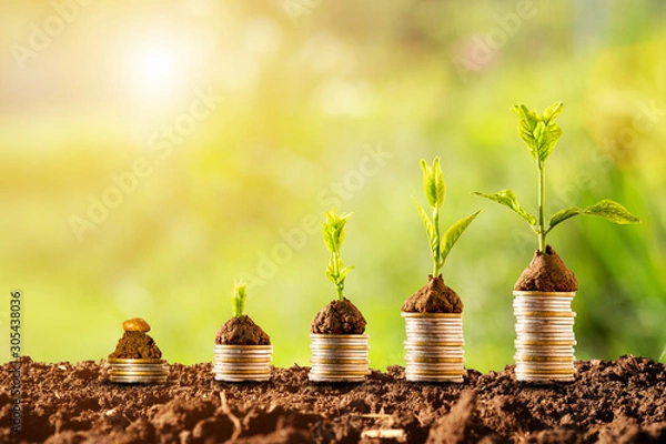 Obraz Plant glowing on coins stacking with greenery background and sunlight.Financial and investment concept.