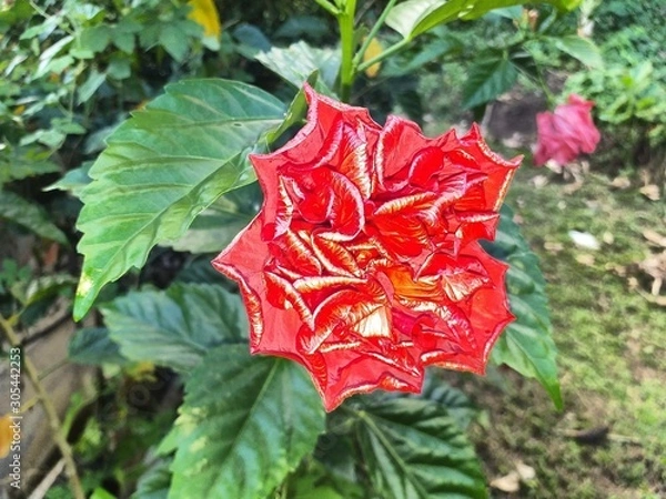 Obraz red rose on green background