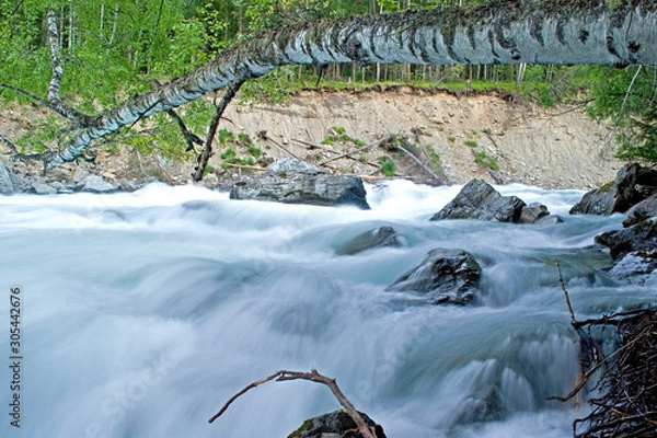 Fototapeta A fast river flows with a birch, dangerously hanging over the stream. A wild river with a high bank and a meste of stones in the riverbed. A picture on a long exposure. Kuragan River, Altai