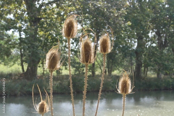 Obraz Canal du midi