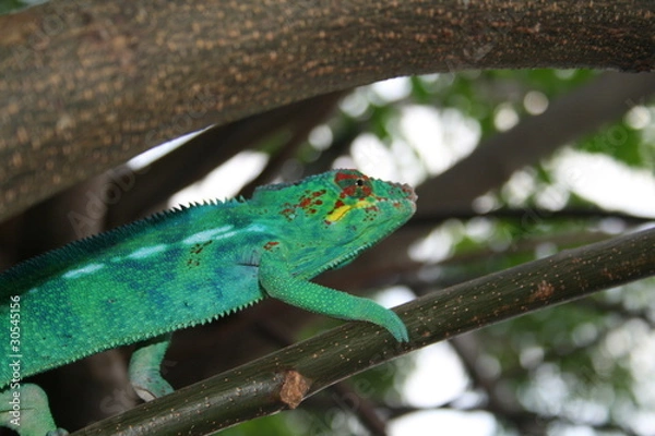 Obraz Réunion plage