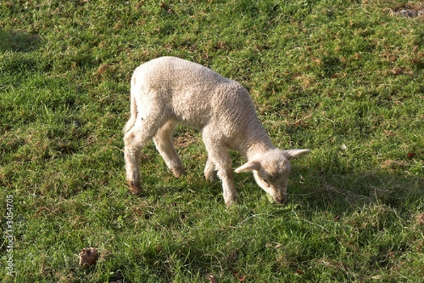 Fototapeta cordero