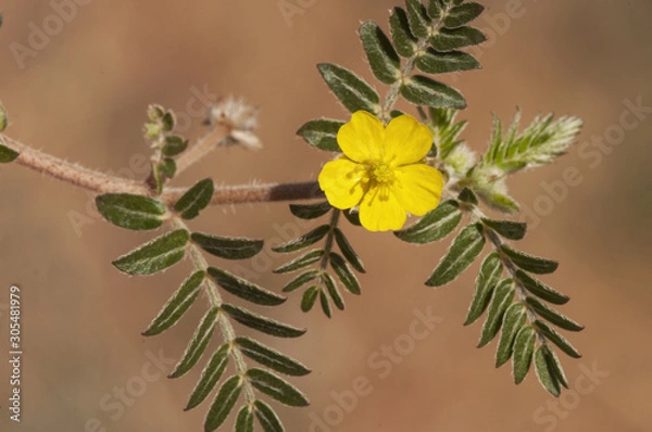 Fototapeta Tribulus terrestris goats head, bullhead donkey caltrop small caltrops cats head eyelashes devils thorn devils weed puncture vine tackweed plant with yellow florets and pricked fruits