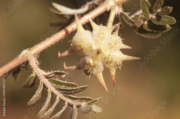 Fototapeta Tribulus terrestris goats head, bullhead donkey caltrop small caltrops cats head eyelashes devils thorn devils weed puncture vine tackweed plant with yellow florets and pricked fruits