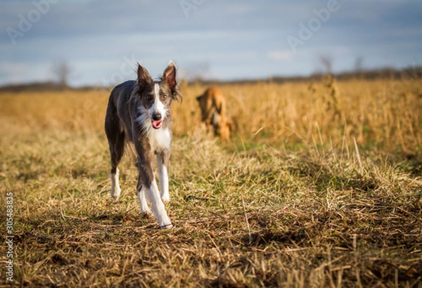 Fototapeta Silken Windsprite