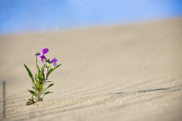 Obraz Lonely Flower