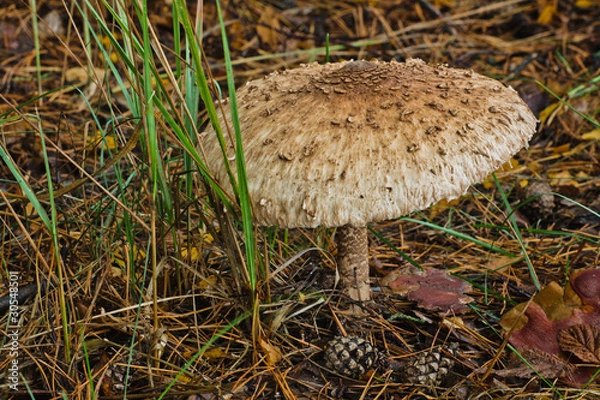 Obraz Parasol Mushroom