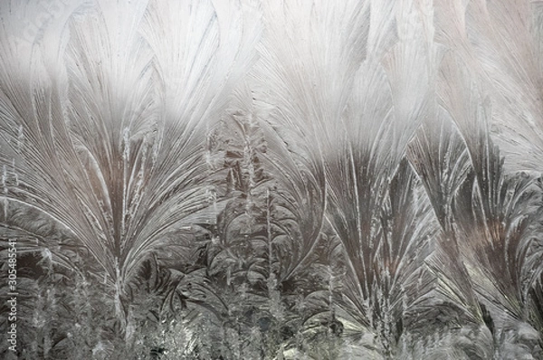 Obraz grass in the wind