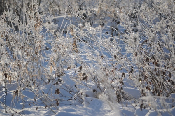 Obraz birds on the tree