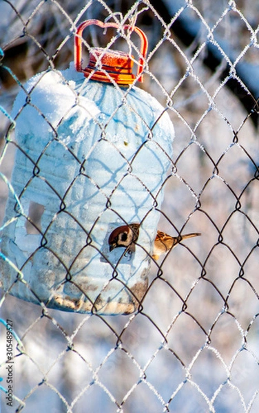 Obraz bird in the cage