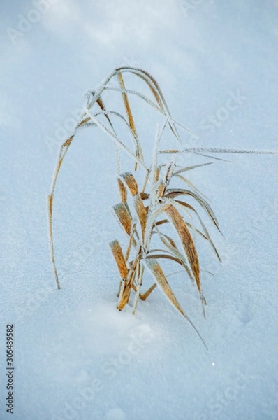Obraz grass in the snow