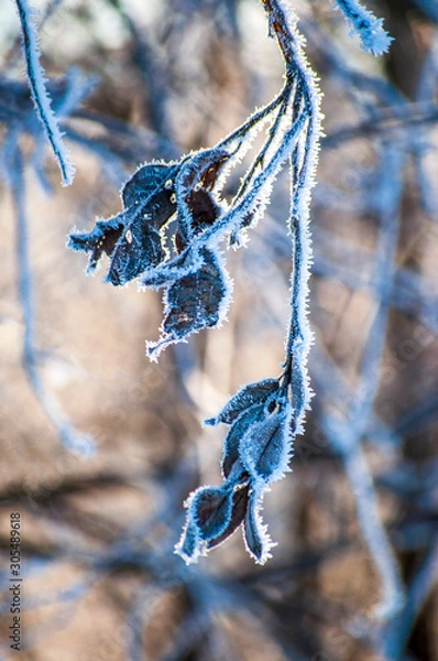 Obraz lizard on a tree