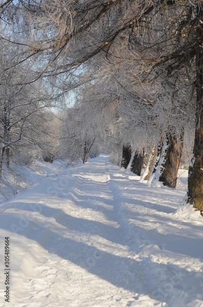 Obraz road in winter forest