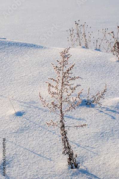 Obraz winter landscape with trees