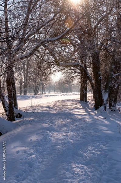 Obraz snowy road in winter forest