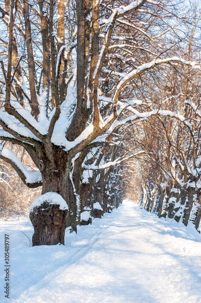 Obraz tree in the snow