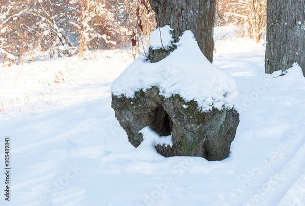 Obraz snow covered trees
