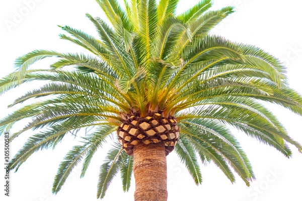 Obraz Phoenix canariensis, Canary Islands date Palm, against white sky