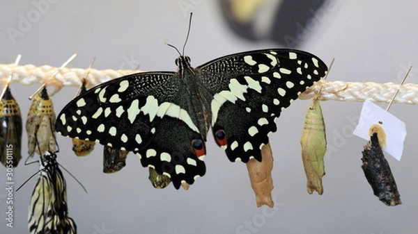 Obraz Yellow black butterfly on rope 