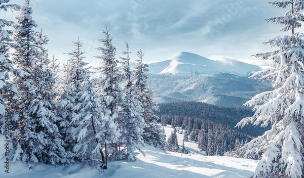 Fototapeta Majestic Carpathian Mountains in winter. Wonderful Wintry Landscape. Awesome alpine Highland at Sunny day. Amazing view on snowcovered mountains and white spruces under Sunlight sparkling in the snow