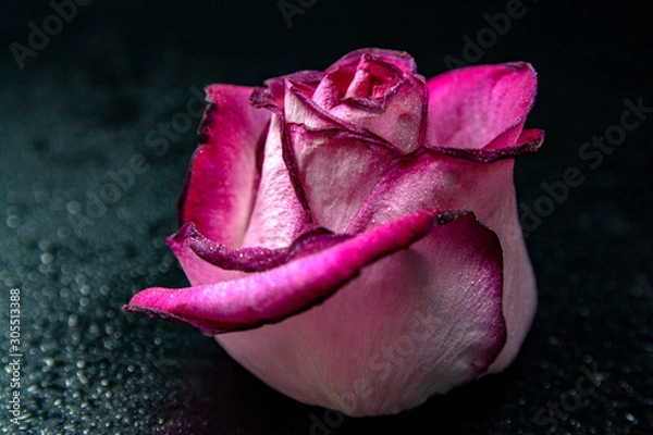 Fototapeta Beautiful pink rose petals close up on a black background and beautiful bokeh
