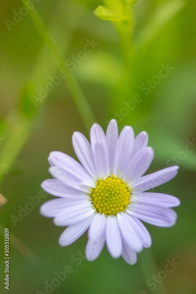 Fototapeta fresh Flower of grass tropical meadow for use as a background