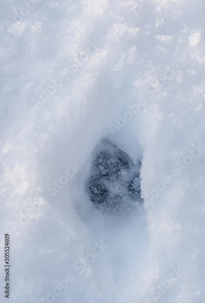 Fototapeta Single Fox Track in Snow