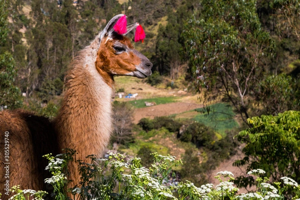 Fototapeta Llamas on the trekking route from Lares in the Andes.