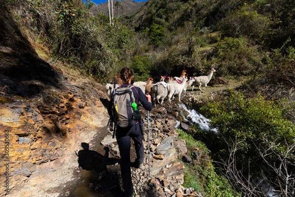 Fototapeta Trekking with llamas on the route from Lares in the Andes.