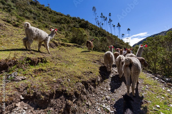 Fototapeta Trekking with llamas on the route from Lares in the Andes.
