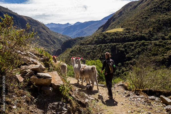Fototapeta Trekking with llamas on the route from Lares in the Andes.