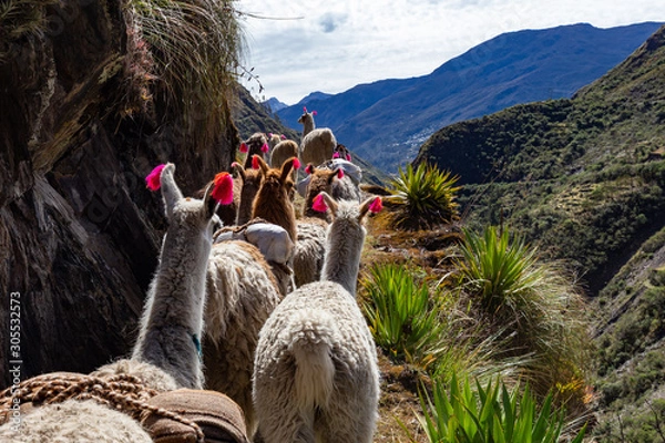 Fototapeta Trekking with llamas on the route from Lares in the Andes.