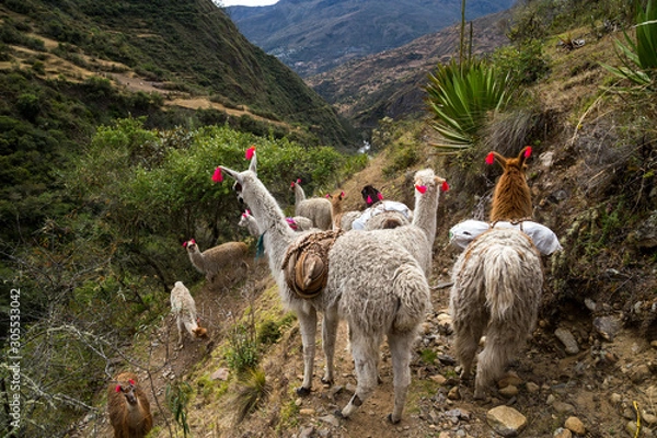 Fototapeta Llamas on the trekking route from Lares in the Andes.