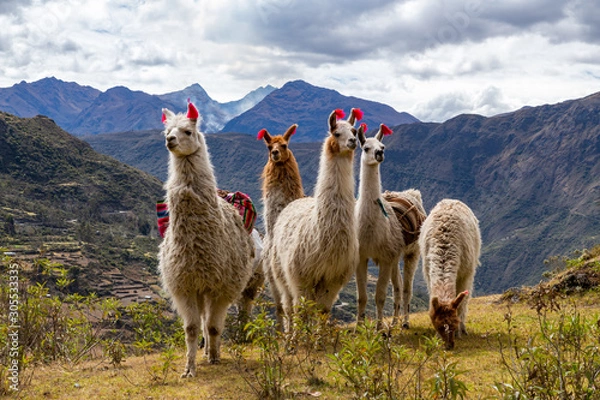 Fototapeta Llamas on the trekking route from Lares in the Andes.