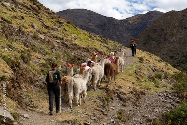 Fototapeta Trekking with llamas on the route from Lares in the Andes.