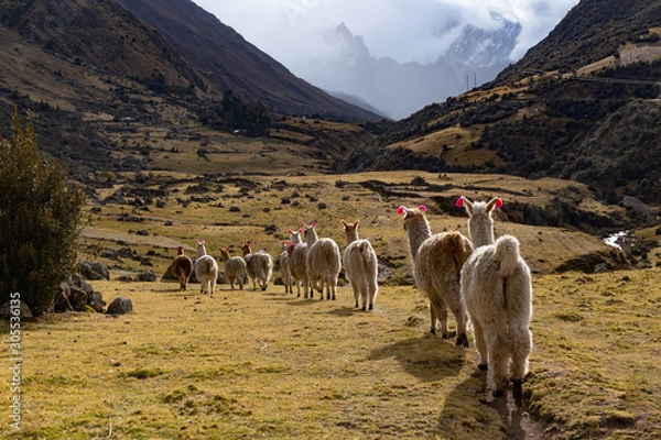 Fototapeta Trekking with llamas on the route from Lares in the Andes.