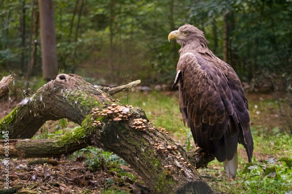 Obraz White tailed eagle on the branch