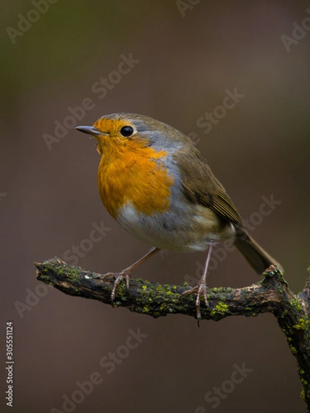 Fototapeta Petirrojo