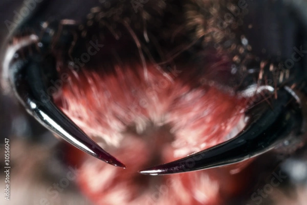 Obraz Spider fangs, Huntsman, Holconia immanis, Large Australian spide