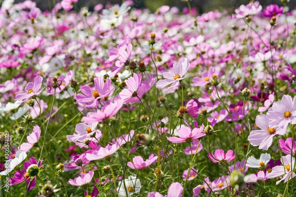 Fototapeta コスモス畑