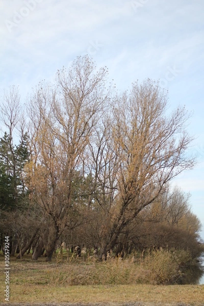 Obraz 初冬の大潟村