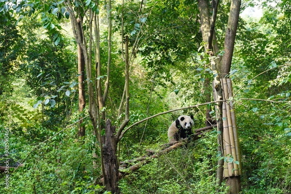 Fototapeta Giant panda climbing up to the tree and having a peaceful moment there.The giant panda, also known as panda bear or simply panda, is a bear native to south central China.