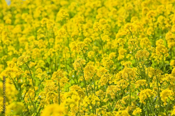 Fototapeta 池田湖周辺の菜の花	