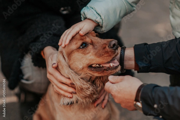 Fototapeta many hands caress and stroke a brown dog with long ears Cocker Spaniel, a lot of love for a pet