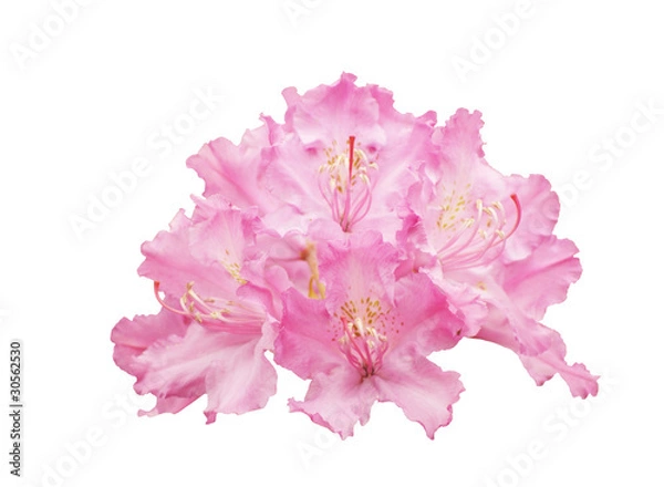 Obraz Flowers  rhododendron, isolated