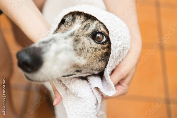 Fototapeta dog with towel front view