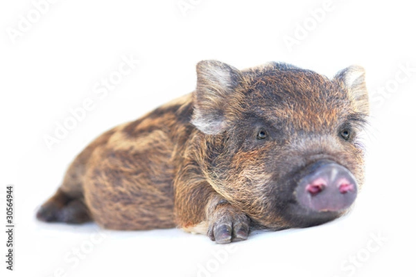 Fototapeta Pig  small